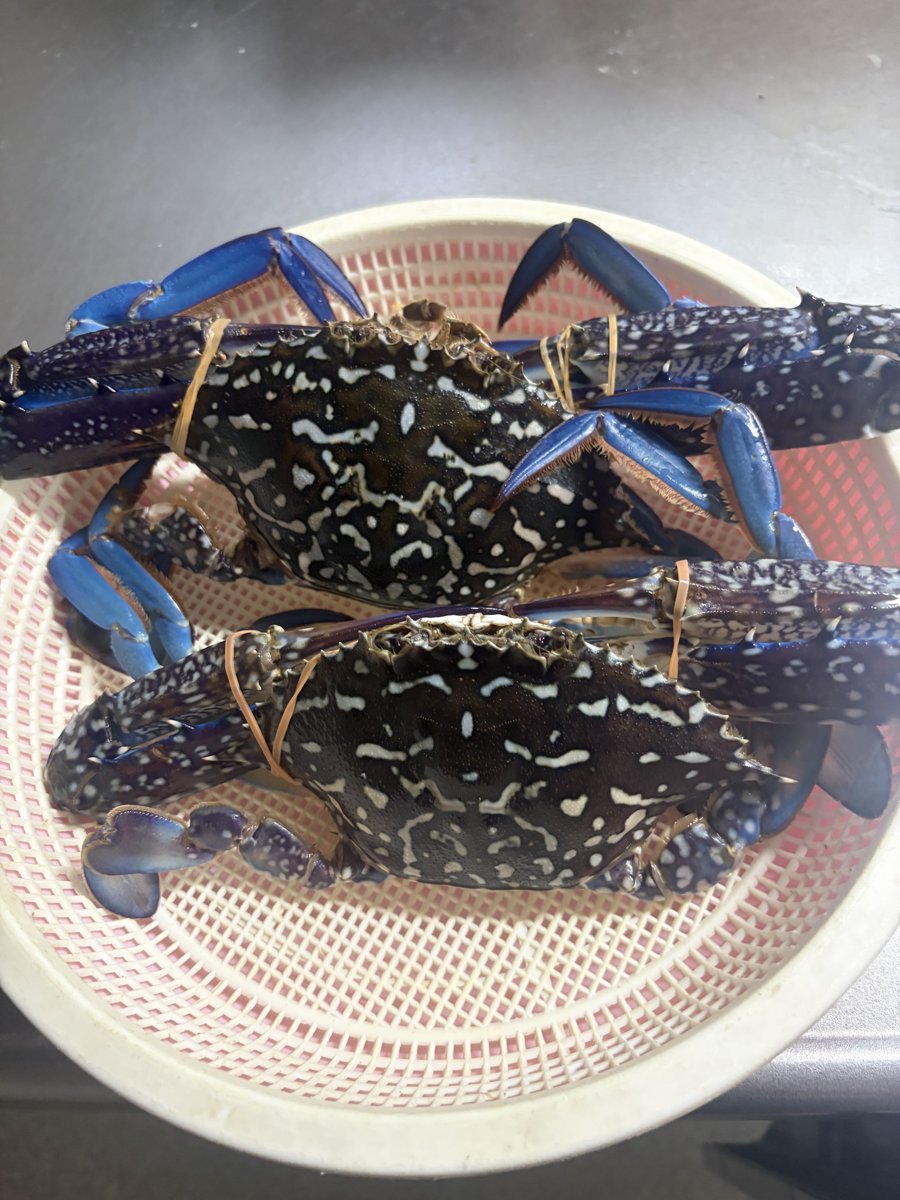 台湾ガザミ