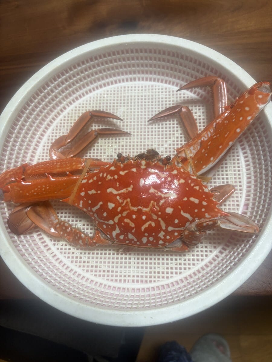 台湾ガザミの塩茹で