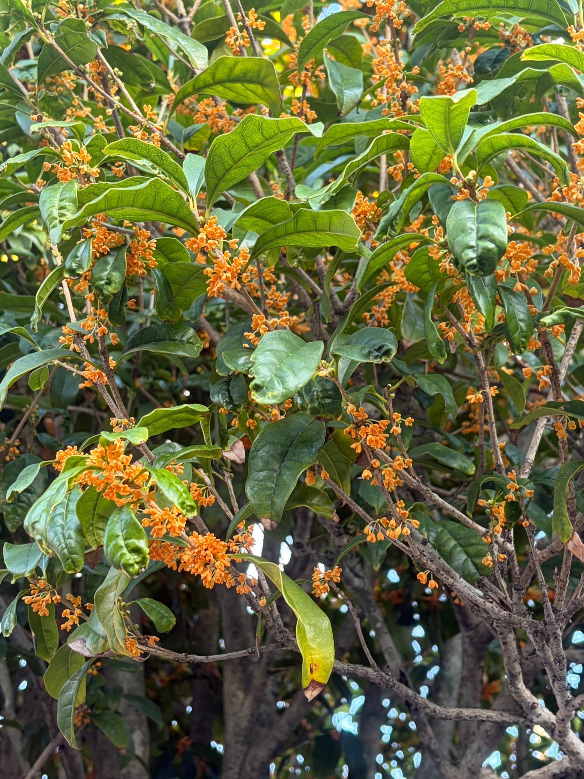 金木犀の小さなオレンジ色の花のアップ