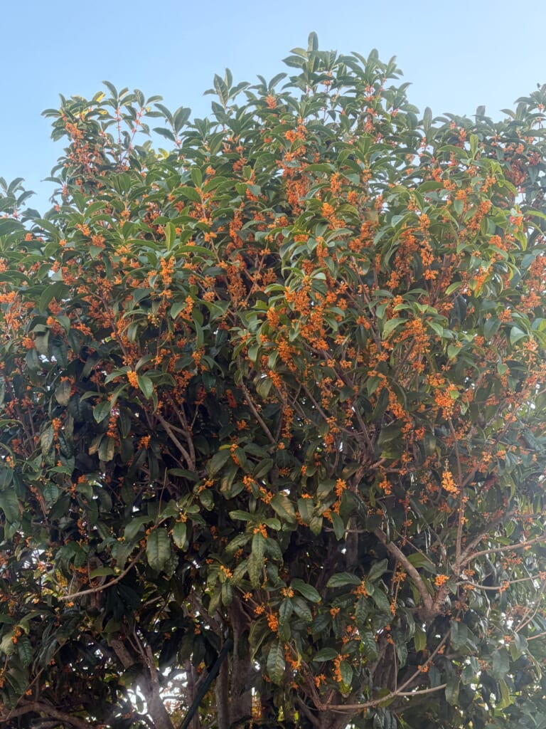青空の下で、オレンジ色の花をたくさんつけた金木犀の木